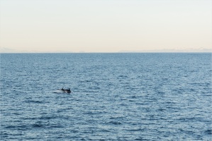White-beaked Dolphins -- Off the coast of Reykjavik