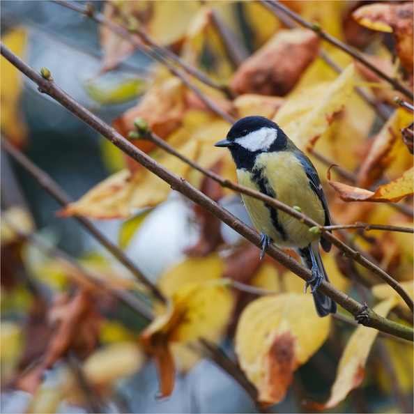 IMG_5090_DxO.jpg