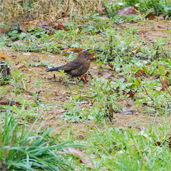 IMG_5223_DxO.jpg
