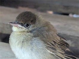 PXL 20250714 180917579