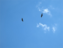 PXL 20250713 091559012