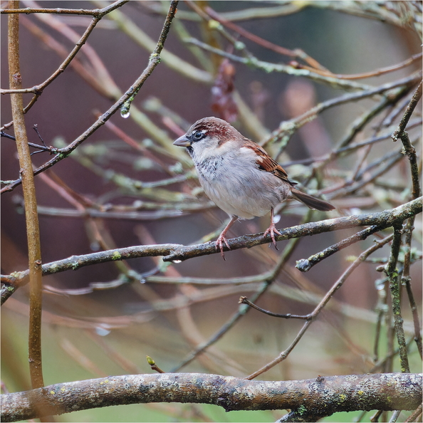 IMG_5972_DxO.jpg